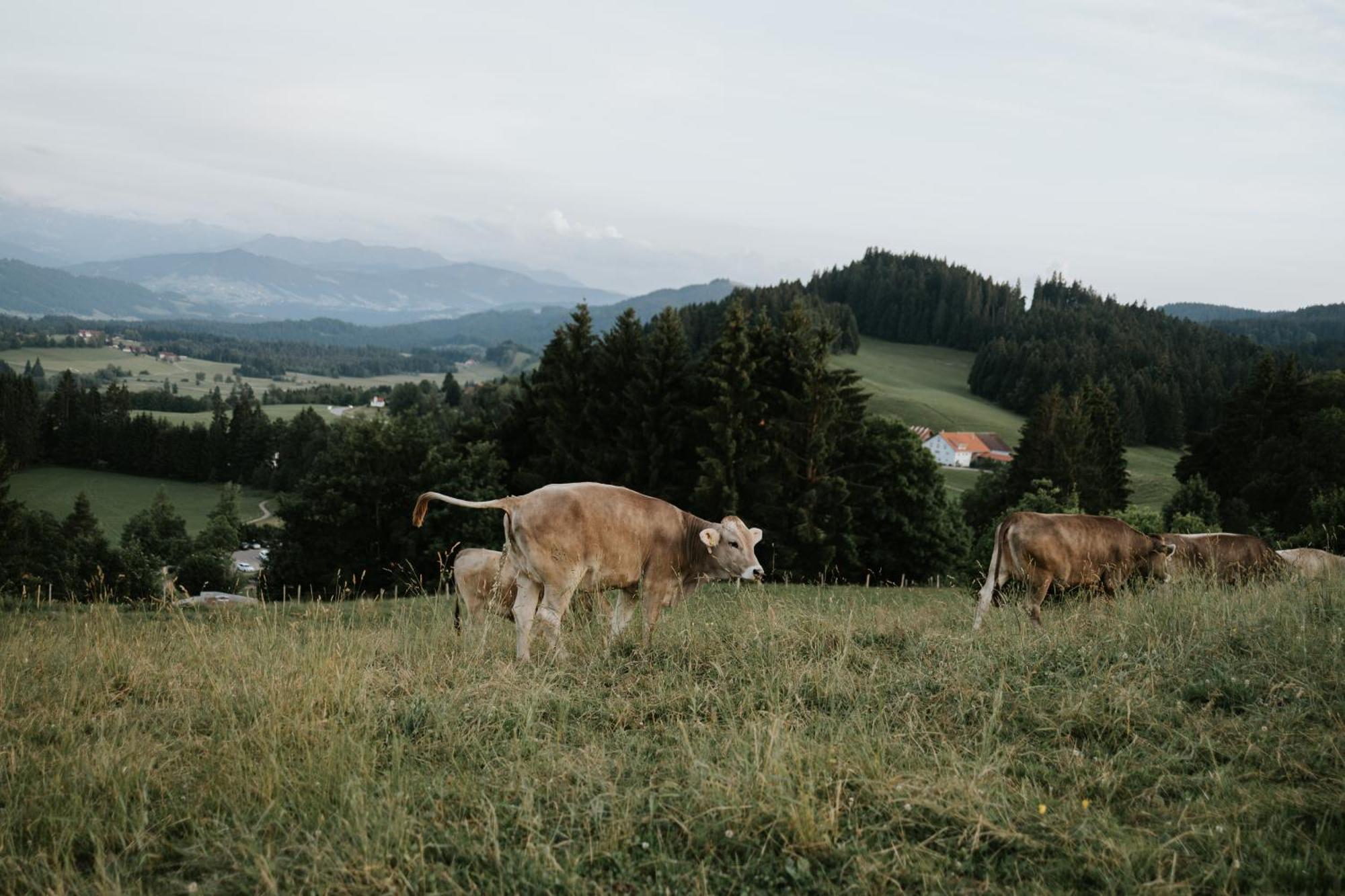 Heimatel - Ferienappartements Hochberg Argenbuhl Kültér fotó
